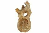 Bargain, Fossil Theropod Dinosaur Caudal Vertebra - Morocco #192544-4